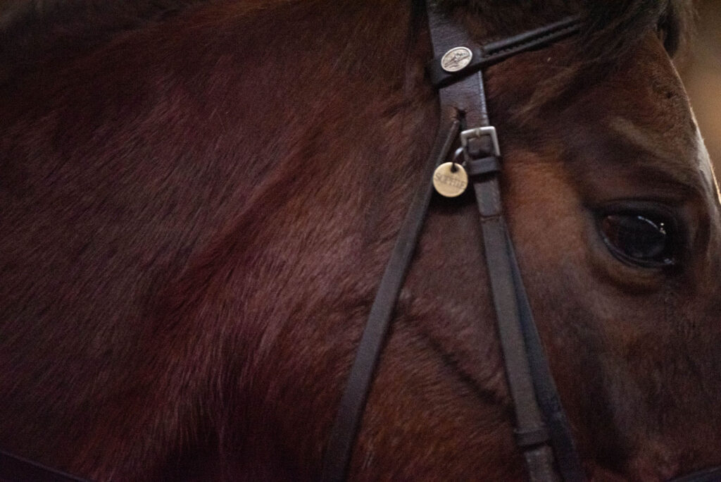 An engraved halter or bridle tag makes a thoughtful gift.