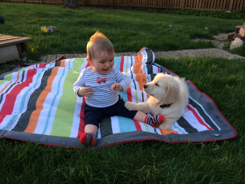 Toddler sitting on striped blanket on grass with small golden retriever puppy.